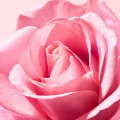 Huiles 100% Végétales|Hydratation|NUXE Baume lèvres à la rose