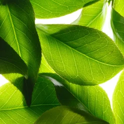 Déodorant|NUXE Déodorant Baume 24h Peaux sensibles